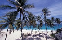 Palm Trees on St Philip, Barbados, Caribbean Fine Art Print