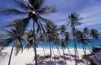 Palm Trees on St Philip, Barbados, Caribbean by Stuart Westmorland - various sizes