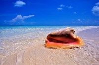 Conch at Water's Edge, Pristine Beach on Out Island, Bahamas Fine Art Print