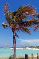 Palm Tree of Castaway Cay, Bahamas, Caribbean Fine Art Print