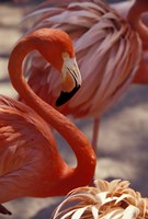 Pink Flamingo in Ardastra Gardens and Zoo, Bahamas, Caribbean Fine Art Print