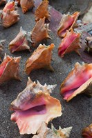 Bahamas, New Providence, Nassau, Straw market Fine Art Print