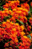 Flora along the Beach at Spanish Wells in the Bahamas Fine Art Print