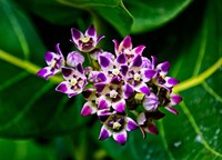 Crown Flower in Virgin Gorda, British Virgin Islands Fine Art Print