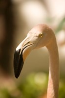 Caribbean, Bonaire, Flamingos, tropical bird Fine Art Print