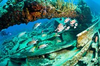 Schooling Soldierfish, Wreck of the RMS Rhone, coast of Salt Island, Tortola, British Virgin Islands, Caribbean by Stuart Westmorland - various sizes
