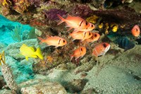 Soldierfish, grunts, Tortola, BVI Fine Art Print