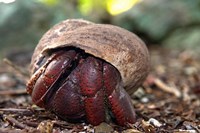 Hermit crab (crustacean), Virgin Islands Fine Art Print