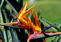 Bird of Paradise in Bermuda Botanical Gardens, Caribbean Fine Art Print