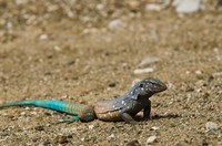 Bonaire Whiptail Lizard, Bonaire, Netherlands Antilles Fine Art Print