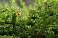 Caribbean Parakeet tropical bird, Netherlands Antilles Fine Art Print