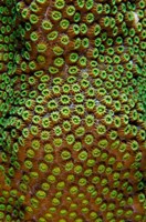 Great Star Coral, Bonaire, Netherlands Antilles Fine Art Print