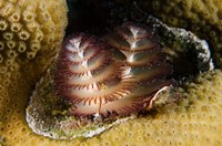 Marine life, Christmas Tree Worm, Star Coral, Bonaire Fine Art Print
