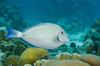 Ocean Surgeonfish, Bonaire, Netherlands Antilles Fine Art Print