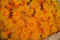 Orange Cup Coral marine life, Netherlands Antilles Fine Art Print