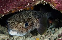 Porcupine Fish, Bonaire, Netherlands Antilles, Caribbean Fine Art Print