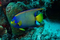 Queen Angelfish, Bonaire, Netherlands Antilles Fine Art Print