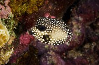 Smooth Trunkfish, Bonaire, Netherlands Antilles Fine Art Print