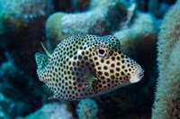 Spotted Trunkfish, Bonaire, Netherlands Antilles Fine Art Print