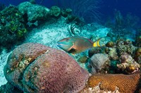Stoplight Parrotfish, Bonaire, Netherlands Antilles Fine Art Print