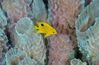 Threespot Damselfish, Azure Vase Sponge, Caribbean Fine Art Print