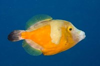 Whitespotted File fish Orange Phase, Bonaire, Caribbean Fine Art Print