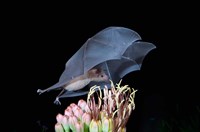 Leafnosed Fruit Bat, Arizona, USA Fine Art Print