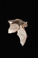 Evening Bat leaving Day roost in tree hole, Texas Fine Art Print