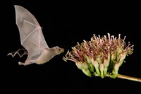 Lesser Long-Nosed Bat in Flight Feeding on Agave Blossom, Tuscon, Arizona Fine Art Print