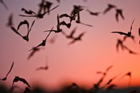 Mexican Free-tailed Bats emerging from Frio Bat Cave, Concan, Texas, USA Fine Art Print