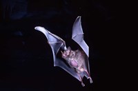 Leaf-nosed Fruit Bat wildlife Fine Art Print