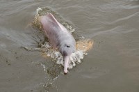 Brazil, Amazonas, Rio Tapajos Freshwater pink Amazon dolphin Fine Art Print