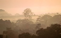 Mist over Canopy, Amazon, Ecuador Fine Art Print