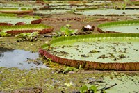 Brazil, Amazon, Valeria River, Boca da Valeria Giant Amazon lily pads Fine Art Print