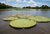 Giant Amazon lily pads, Valeria River, Boca da Valeria, Amazon, Brazil Fine Art Print