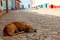 Cuba, Trinidad Dog sleeping in the street Fine Art Print