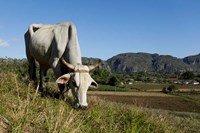 Ox Grazing, Farm animals, Vinales, Cuba Fine Art Print