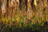 Drying tobacco, Cuba Fine Art Print