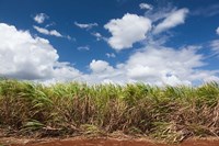 Cuba, Jaguey Grande, sugar cane agriculture Fine Art Print