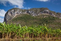 Cuba, Pinar del Rio Province, Palm plantation Fine Art Print