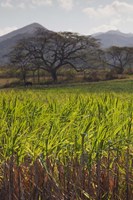 Cuba, San Francisco, Cienfuegos-Trinidad coast Fine Art Print