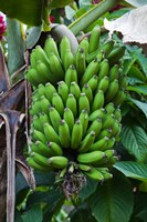 Cuba, Topes de Collantes banana fruit tree Fine Art Print