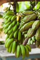 Cuba, Vinales, El Jardin de Caridad, Bananas Fine Art Print