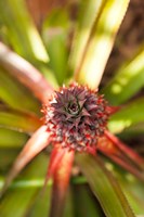 Cuba, Vinales, El Jardin de Caridad, Pineapple Fine Art Print