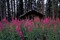 Abandoned Trappers Cabin Amid Fireweed, Yukon, Canada Fine Art Print