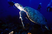 Loggerhead Turtle, Dominica, Caribbean Fine Art Print