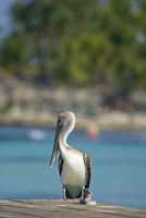 Dominican Republic, Bayahibe, Pelican bird Fine Art Print