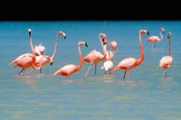 Tropical Bird, Flamingos, Barahona, Dominican Republic Fine Art Print