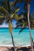 Cuba, Matanzas Province, Varadero, Varadero Beach palms Fine Art Print