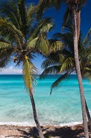 Cuba, Matanzas Province, Varadero, Varadero Beach palms Fine Art Print